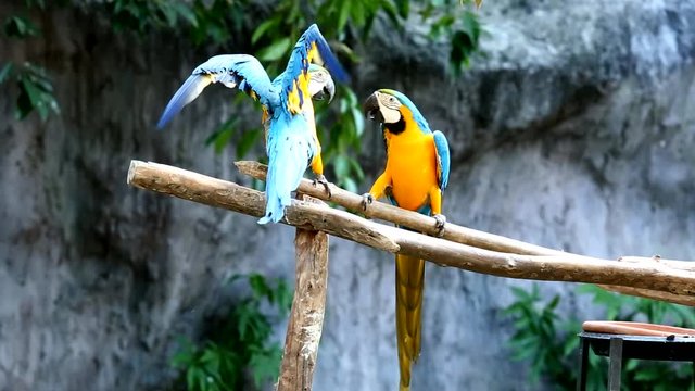 macaw in chiangmai Thailand