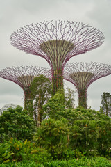 Gardens by the Bay,  Singapore