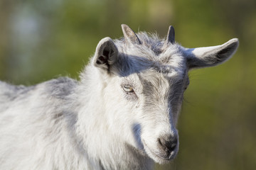 Fototapeta premium Baby goat portrait with green background