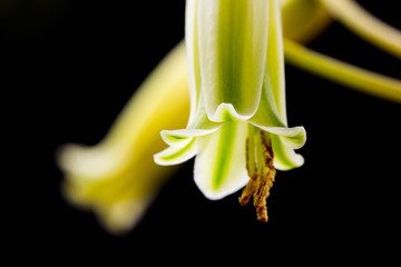Aloe vera flower with details and dark background