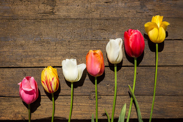 viele bunte Tulpen in einer Reihe auf altem Untergrund aus Holz