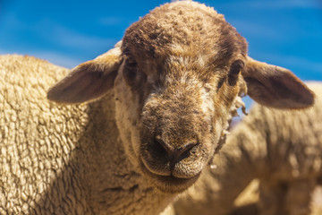 Not perfect looking lamp under the sun.