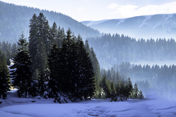 Fototapeta na wymiar Mount Forest Beautiful winter panorama. Carpathian mountains
