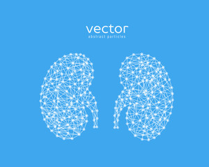 Abstract vector illustration of human kidneys.