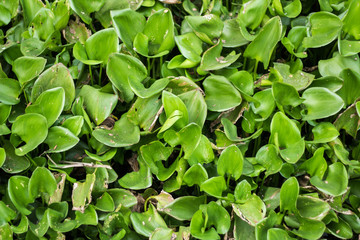Fototapeta na wymiar Water hyacinth