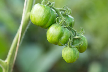 green tomatoes growing on the branches.