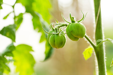 green tomatoes growing on the branches.