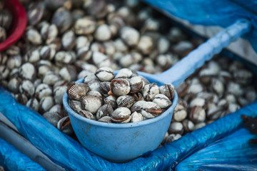 Clams on the seafood market