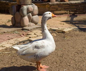 domestic goose close up