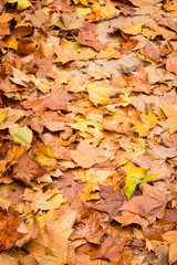 Autumn leaves