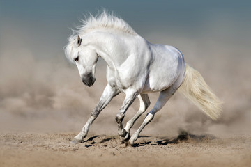 White stallion run in desert against blue sky
