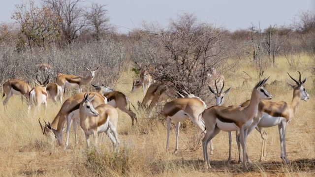 resting herd of springbok in sunny day in dry Kgalagadi desert - Kalahari Transfontier park, South Africa safari wildlife and wilderness