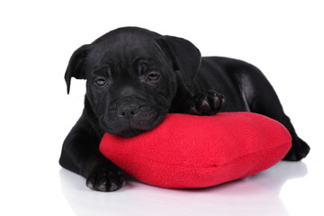 Little black puppy with a heart pillow