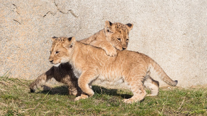 Lion cubs exploring it's surroundings