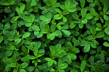 Fototapeta na wymiar Green background and texture of shamrock alfalfa crop