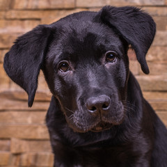 Labrador retriever puppy, dogs, wooden background