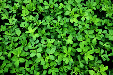Fototapeta na wymiar Green background and texture of shamrock alfalfa crop