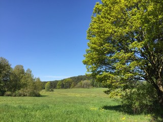 Wald, Bäume, Wiesen, Blüten im frischen grün und gelb im Mai mit blauem Himmel