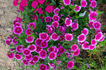 Flowers on garden for background.