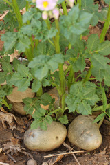 Potato plant with fresh tubers on the ground.