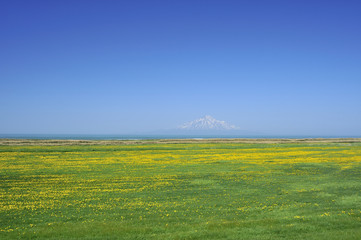 サロベツ原野の春