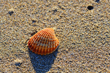 Shell on the sand.