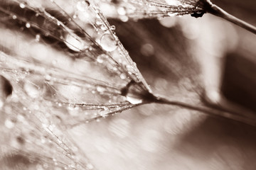 Macro, abstract composition with colorful water drops on dandelion seeds
