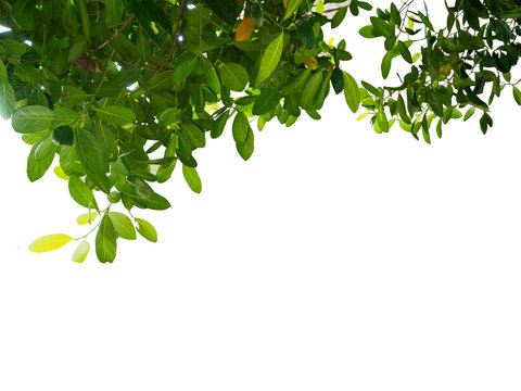 Green leaf for freame isolated