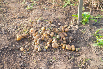 Some small leftover potatoes on a vegetable garden ground