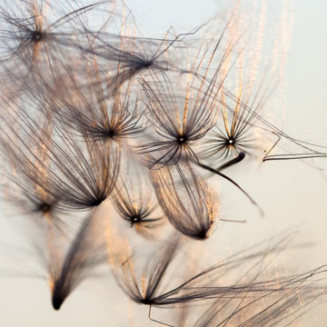 Abstract composition with dried plants seeds. Looks like dandelion seeds
