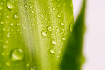 Composition with leaves and water drops
