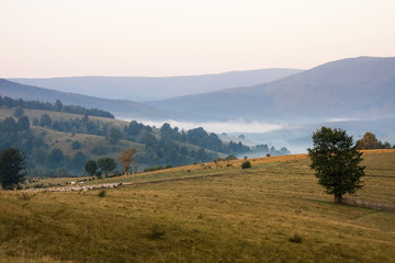 Romanian mountain landscape with fog and trees
