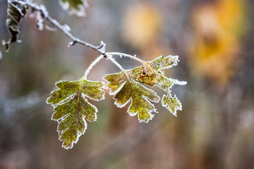 Frozen plants and leaves with details at the end of autumn
