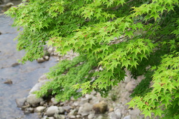 新緑　室生川