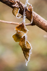Frozen plants and leaves with details at the end of autumn
