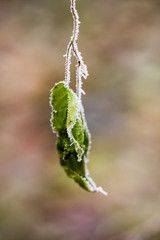 Frozen plants and leaves with details at the end of autumn
