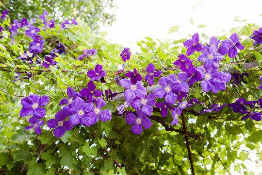 Beautiful, blue clematis flowers with vegetation
