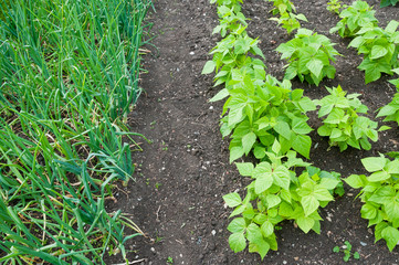 String bean and onion plants on a vegetable garden ground
