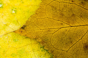 Autumnal dried leaves - texture