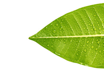 Fototapeta na wymiar Texture of a green leaf with water drop on white background for copy space