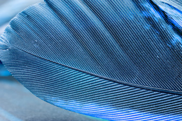 Colorful rooster feather with details and reflexions
