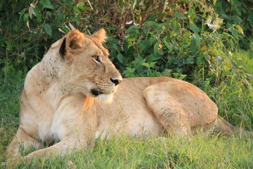 Obraz na płótnie Canvas 木陰で休憩するライオン