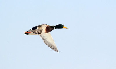 Male Mallard Duck , wild duck flying above river Danube,in Belgrade,Zemun,Serbia.