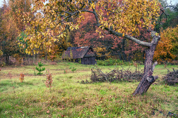 Old house in autumn grove.