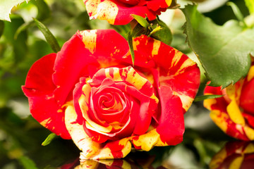 Colorful, beautiful, delicate roses with details and reflexions
