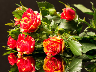 Colorful, beautiful, delicate roses with details and reflexions