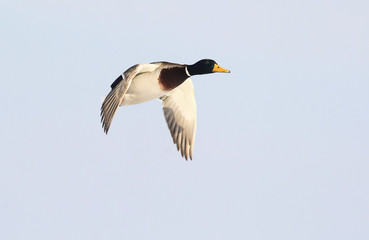 Male Mallard Duck , wild duck flying above river Danube,in Belgrade,Zemun,Serbia.