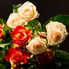Colorful, beautiful, delicate roses with details and reflexions