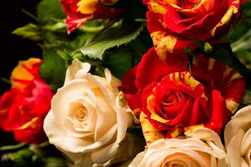 Colorful, beautiful, delicate roses with details and reflexions