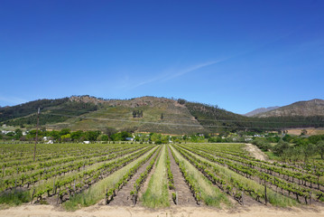 Fototapeta na wymiar Capetown Wineyard in Mountain background